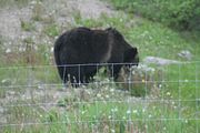 126 - Banff,Lake Louise,Morraine Lake  - IMG_0812